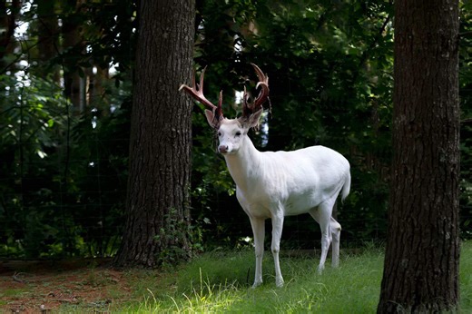 The Rare Sight of an Albino Deer