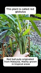 Wild ginger and its applications #gardening_love #gardeninguk #gardening101 #gardeningtools | Gardening Ideas