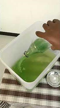 How to grow Spirulina at home complete process.