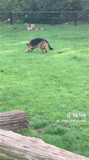 GSD Rocky. @DogtrainersUK