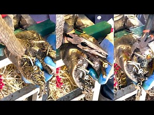 Learning Cow Hoof Care Cutting, Screwing with Nails, Trimming and Treatment