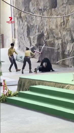 Terrifying moment show handlers restrain bear at China wildlife park