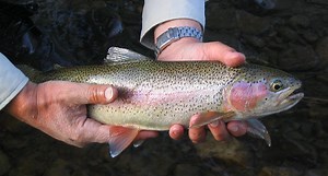 Canadian Research Shows Fracking Fluids Cause Harm to Rainbow Trout