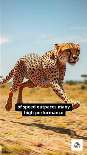 Cheetah’s 0–60 Speed Test – Nature’s Fastest Sprinter in Action!