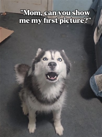 Aurora: The Cutest Siberian Husky Puppy