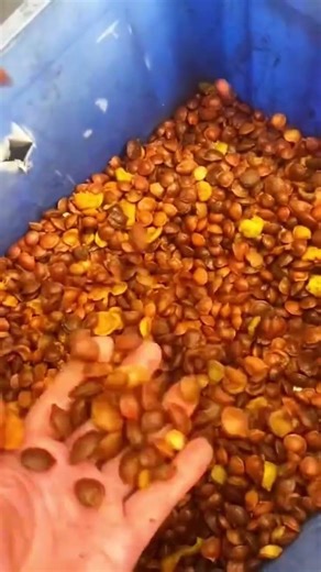 From Apricot to Kernel – Smart Processing Machine