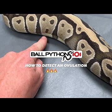 HOW TO KNOW IF YOUR BALL PYTHON IS OVULATING!!