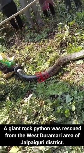 A giant rock python was rescued from the West Duramari area of Jalpaiguri district.#rockpython