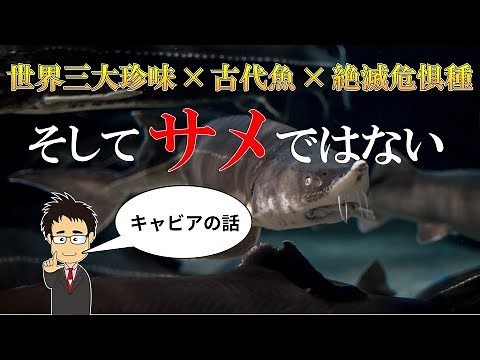 チョウザメはサメじゃない？キャビアを産む古代魚の生態やサメとの違いを徹底解説！【高級食材】【世界三大珍味】