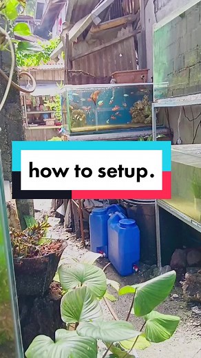 Paano Mag-Alaga ng Isda sa Aquarium at Setup