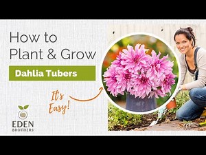 How to Plant and Grow Dahlias