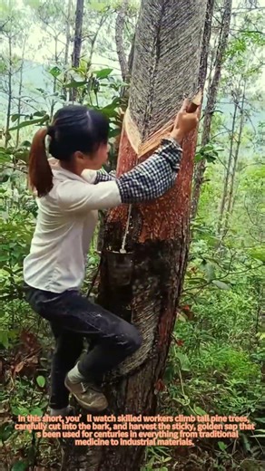 How to Harvest Pine Resin: Climbing & Tapping Pine Trees in the Wild