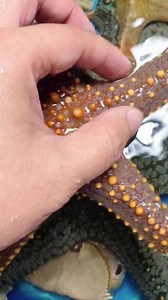 海星，是一种海洋生物，有着极强的生命力，比如是不管把它切成多少块，它都会重新生长成一个海星，生生不息非常之顽强。#海星#大海的馈赠 #海洋生物 #天然海鲜