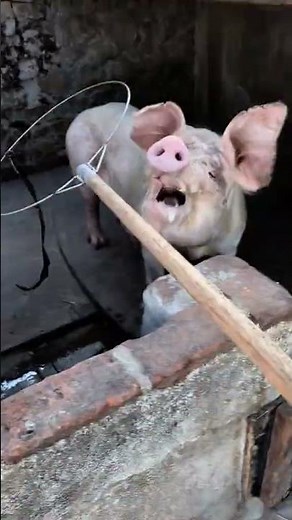 Farmer Handling a Pig Using a Wire Stick | Pig Farm Work