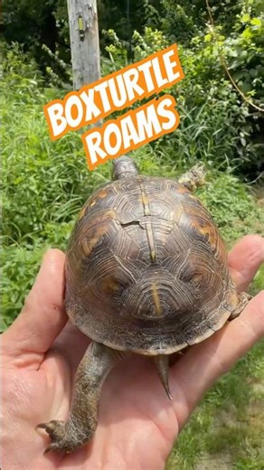 Box-turtle roams his spirit high #turtlerescue #wildliferescue #shorts