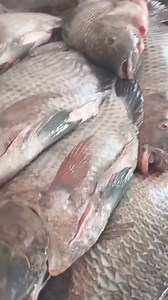 Production des tilapia dans les bacs hor Alevins tilapia rouge et gris disponible Kit 350 000f 🔰 un bacs de 3000L 500 poisson tilapia et un sac aliment un aerateur installations. NB transport au frais du client. Kit 550 000f 🔰 Un bacs de 500L 1000 poissons tilapia un sac aliment un aerateur installations et suivie gratuit. NB transport au frais du client. 💦 𝐑É𝐀𝐋𝐈𝐒𝐀𝐓𝐈𝐎𝐍 𝐃𝐄𝐒 𝐏𝐔𝐈𝐓𝐒 𝐀𝐌É𝐍𝐀𝐆É𝐒 Ceux qui n'ont pas assez de moyens financiers pour se procurer un forage, nous avo