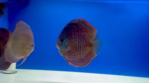 Premium Red Scarlet Snake discus. Love the bright red with turquoise highlights ❤️💙 Super Sale on select premium discus through 10/6 Store open daily 11-7 | Aqua Life Aquarium