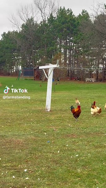Ducks Waddle in a Cute Race: Watch the Fun