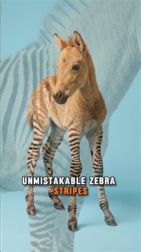 What happens if you cross a Zebra and a Horse