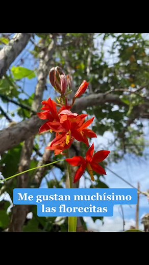 Exploring Beautiful Spring Flowers and Plant Varieties