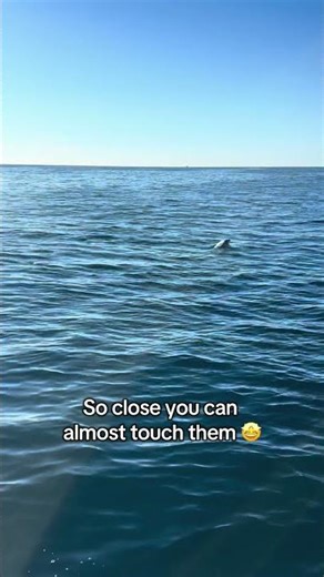 Up close with dolphins at sunset! #pulaboattoursadventures #pula #travel