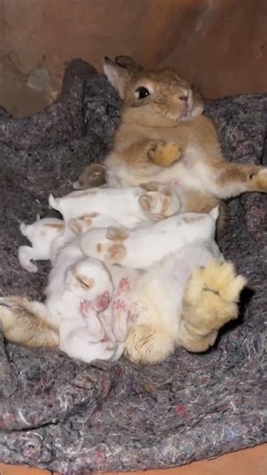 Aww! 😍 Baby Bunnies Feeding Together 🐰💖 #Shorts