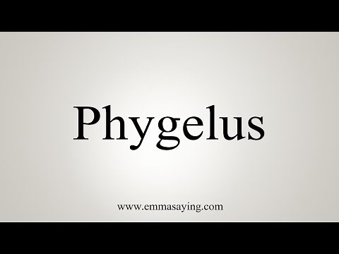How To Say Phygelus