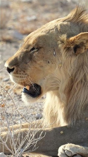 Lion Resting in the Stillness of Etosha National Park, Namibia