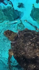 Happy World Turtle Day! 🐢 You can visit our turtles Antiopi, Lulu and Gulliver when you visit 🩵 Hear about how SEA LIFE save and protect this wonderful yet endangered species. You can help us help them, click here to donate today. https://www.sealifetrust.org/en/donate-now/ | SEA LIFE Brighton