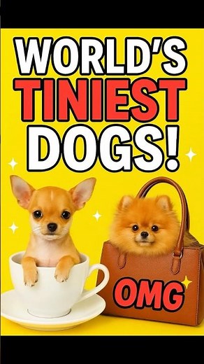 Smallest Dog Breeds in the World | Cutest Tiny Dogs You’ll Ever See!