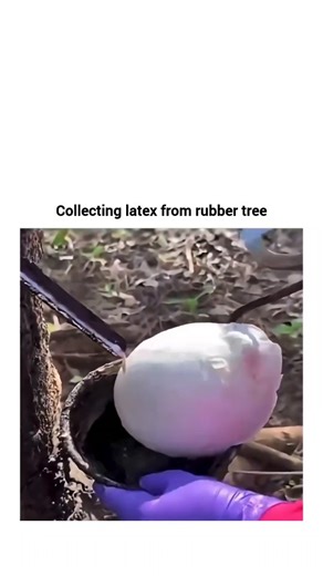 TREND MEMEZ on Instagram: "The video captures the traditional process of harvesting natural rubber from a rubber tree, a technique commonly known as rubber tapping. The clip begins with a worker wearing purple protective gloves carefully removing a hardened, ball-shaped mass of latex from a collection cup attached to the tree. This solid material is likely "cup lump," which is latex that has naturally coagulated after previous harvests. Once the cup is cleared and repositioned, the worker prepar