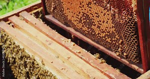 beekeeping.a crowd of bees sitting in an open hive on honeycombs.close-up.
