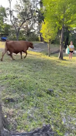 Animals chasing people😂😂#funny #funnyvideos #moments #foryou #lol | animals