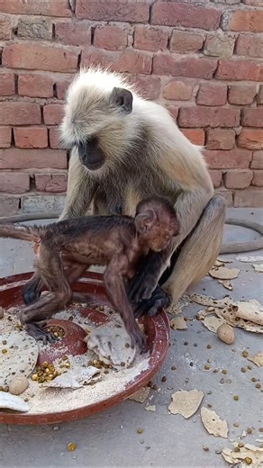 Feeding hungry langur