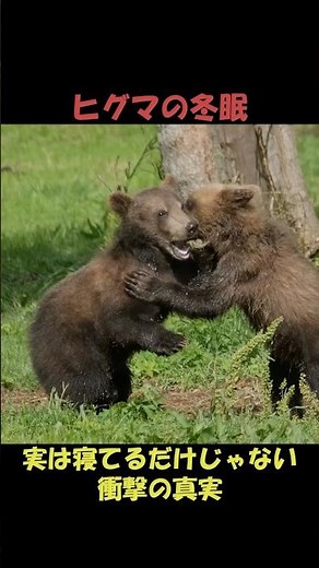 ヒグマの冬眠、実は、寝てるだけじゃない衝撃の真実【野生動物の雑学】