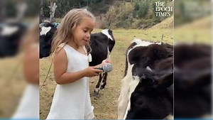 Viral Video: Little Girl Mimics Cow, Gets Adorable Response
