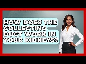 How Does The Collecting Duct Work In Your Kidneys? - Kidney Cancer Support Hub