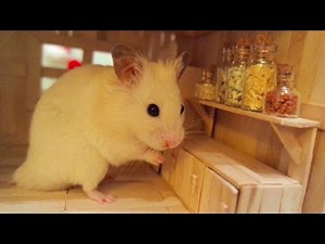 Tiny Hamster in his Tiny Kitchen I