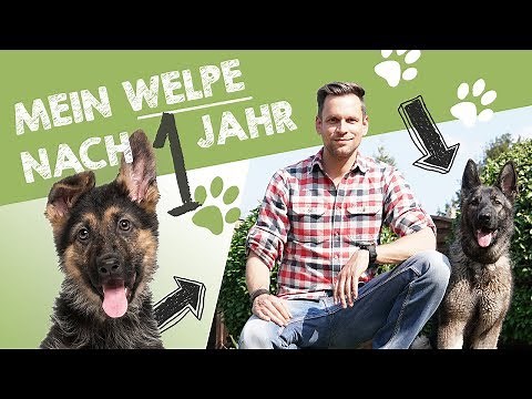 My German Shepherd puppy Nora after 1 year | Development, character & training
