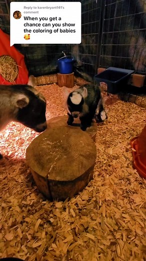 Replying to @karenbryant141 Introducing Fox Haven's Mr. Boombastic (brown agouti) and Fox Haven's Here Comes The Boom! (grey agouti) are 6 days old! #goattok #babygoats #babygoatsoftiktok #pygmygoats #pygmygoatsoftiktok #2023showseason #lifeofashowbuck #npga #keeptiktok