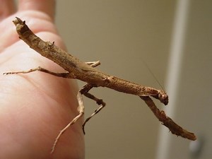Stick mantis - Alchetron, The Free Social Encyclopedia