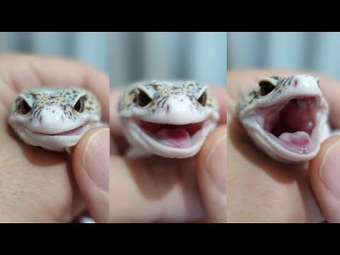レオパさんの口の開けさせ方と健康チェック方法