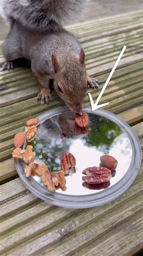 Squirrel & Mirror Compilation 🐿️ #thebravesquirrel