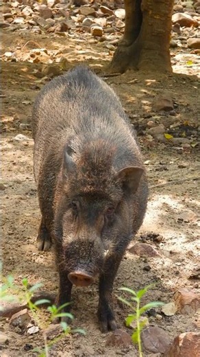 Biggest Wild Boar Ever Spotted Giant Forest Boar in the Wild