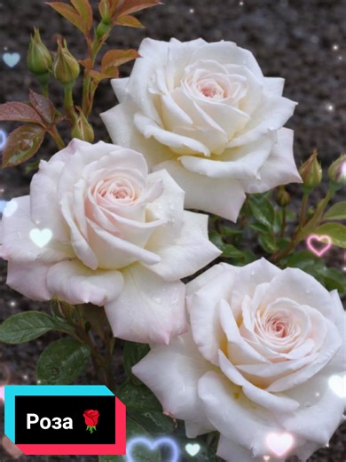 Saule (@saule8442)’s videos with оригинальный звук - Қасымбек