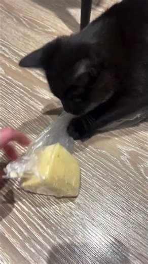 très drôle le chat 😜 🐱 😜 🐱 😜