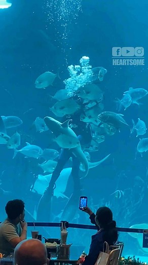 Diver Hugs a Lemon Shark While Feeding Fishes at Cebu Ocean Park