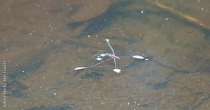 Water striders, also known as pond skaters or water bugs, are fascinating insects that are adapted for life on the surface of calm freshwater bodies such as ponds, lakes, streams.|水蜘蛛