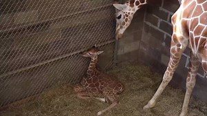 It's a girl! | Knoxville News Sentinel