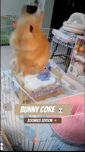 Bunny Core 🐰 | Zoomies Mode Activated ⚡️